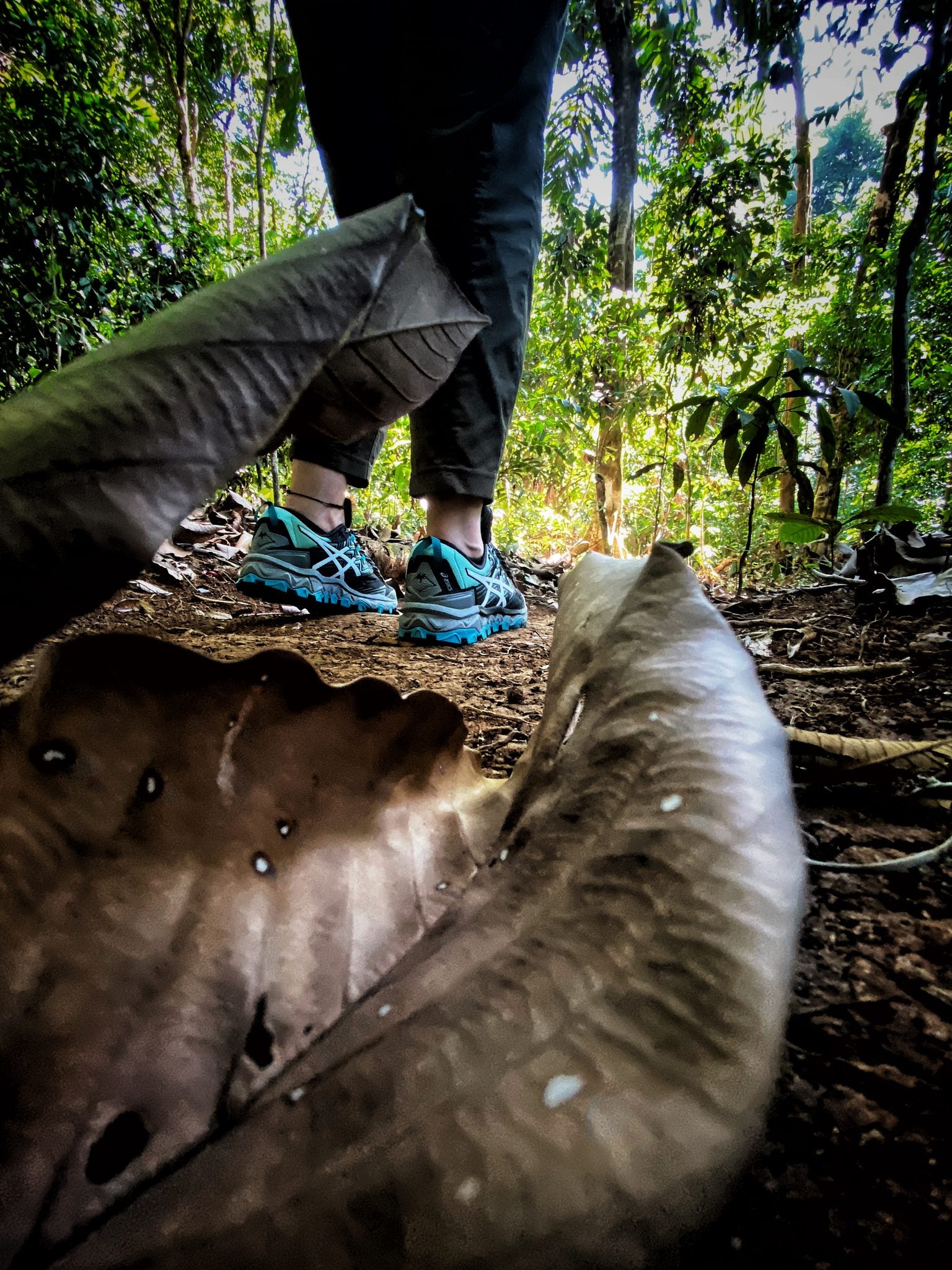 The Forest Hike - Included