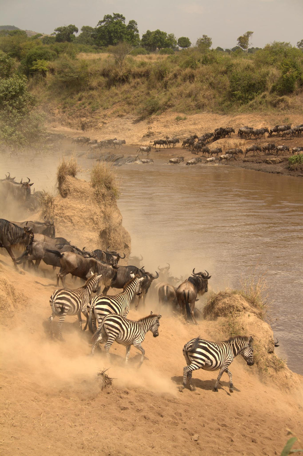 Game Drives Day / Night gallery image 6