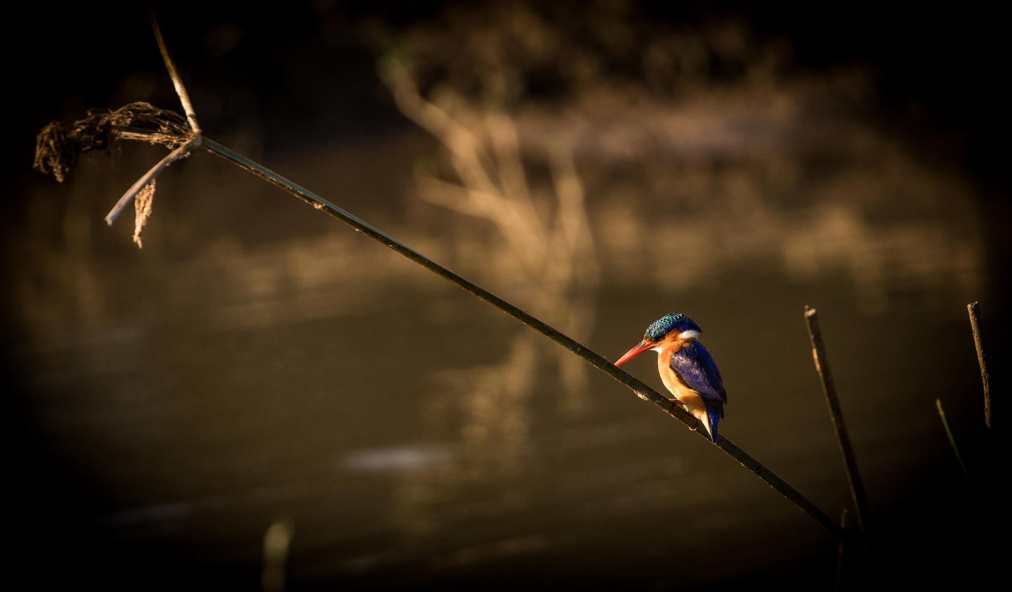 Birding gallery image 2
