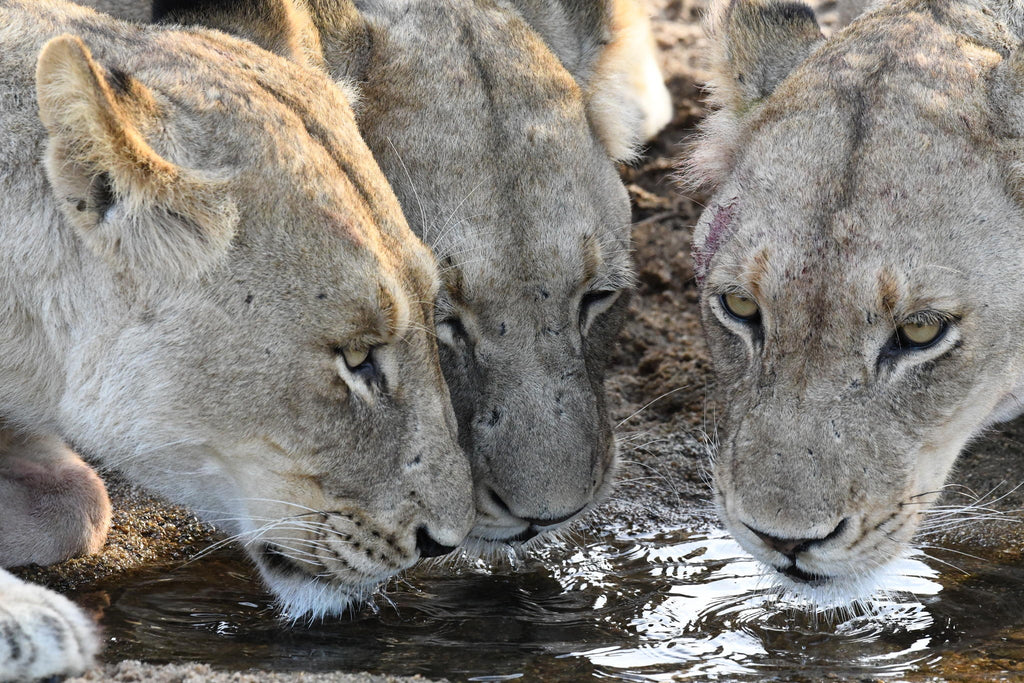 Game Drives gallery image 13