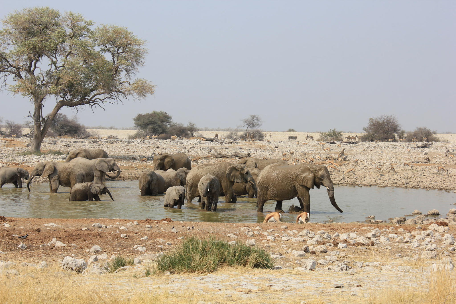 Etosha NP excursion