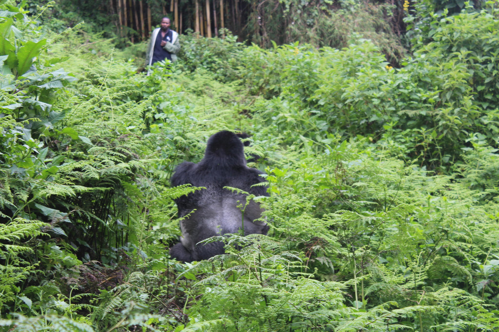 Gorilla Tracking