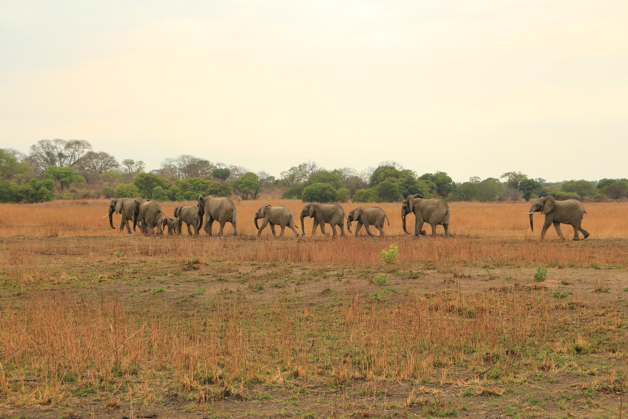 Game Viewing gallery image 3
