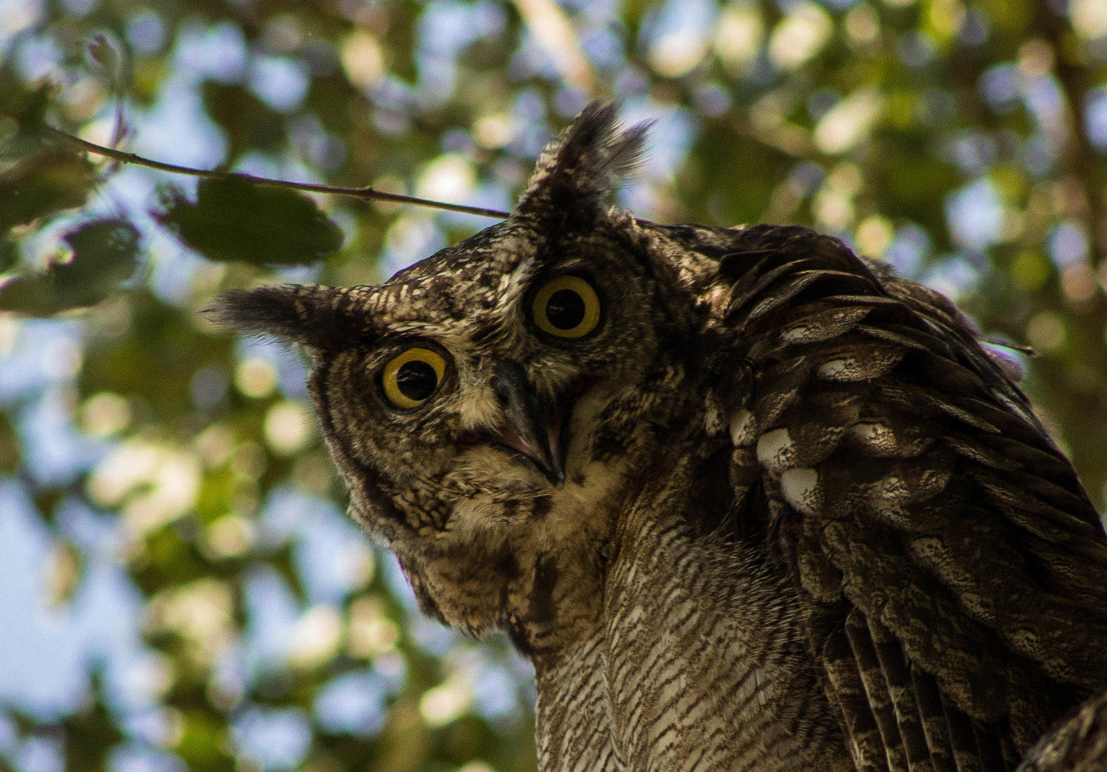Birding