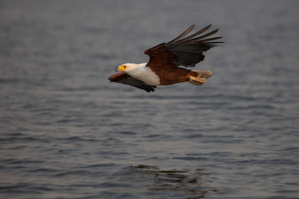 Birding gallery image 8