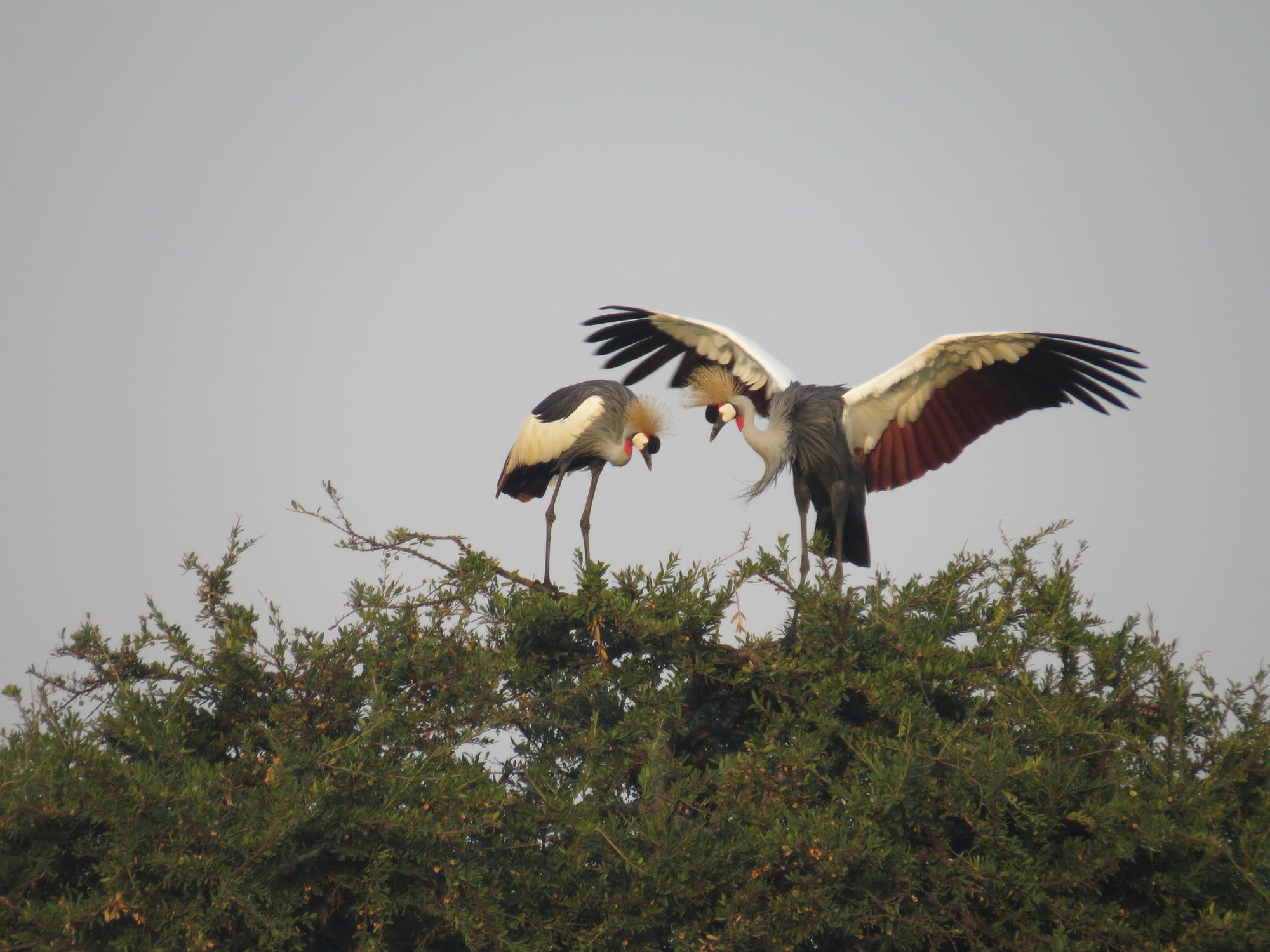 Birding gallery image 6