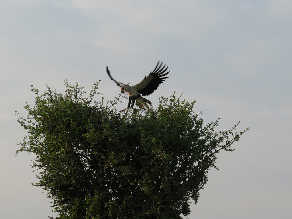 Birding gallery image 5