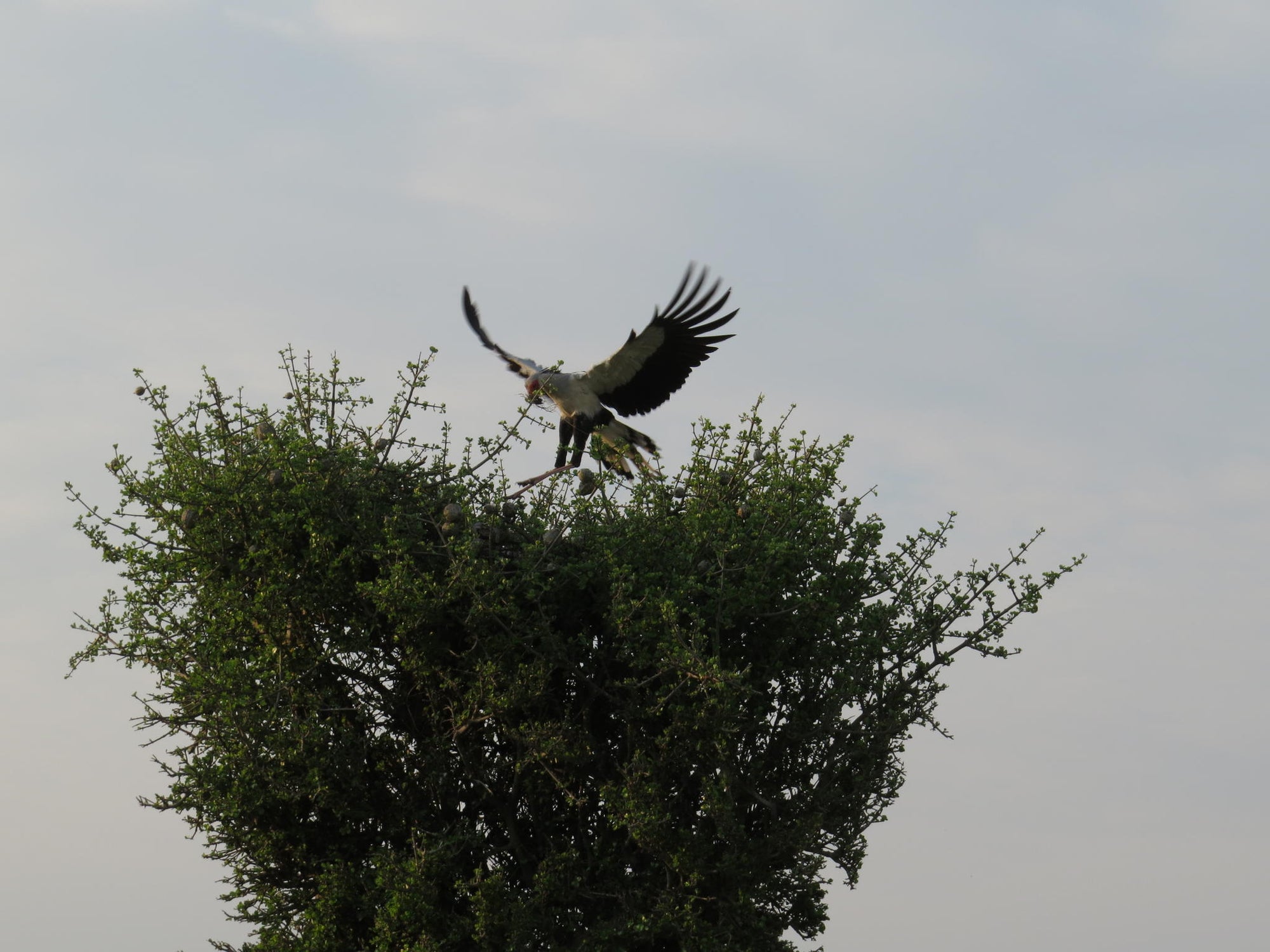 Birding gallery image 5