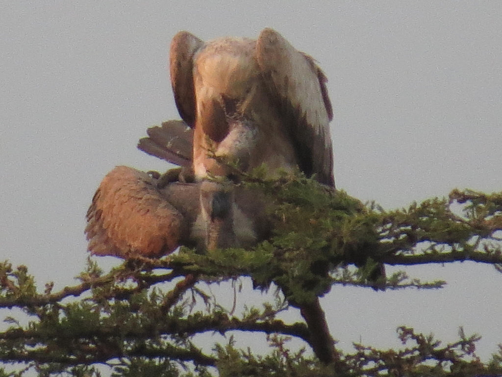 Birding gallery image 4