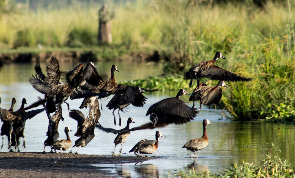 Birding gallery image 5