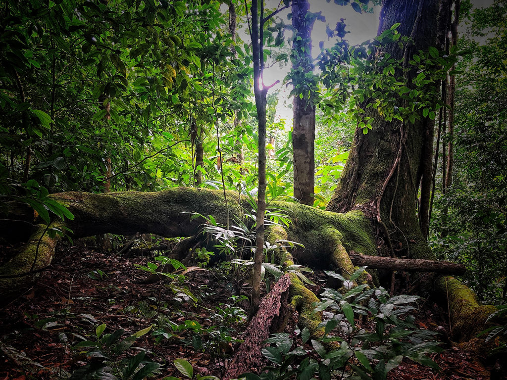 The Forest Hike - Included