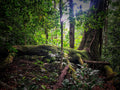 The Forest Hike - Included
