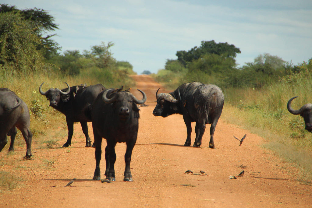 Game Viewing gallery image 4