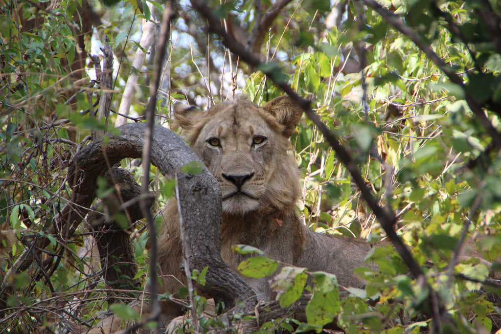 Game Viewing gallery image 2