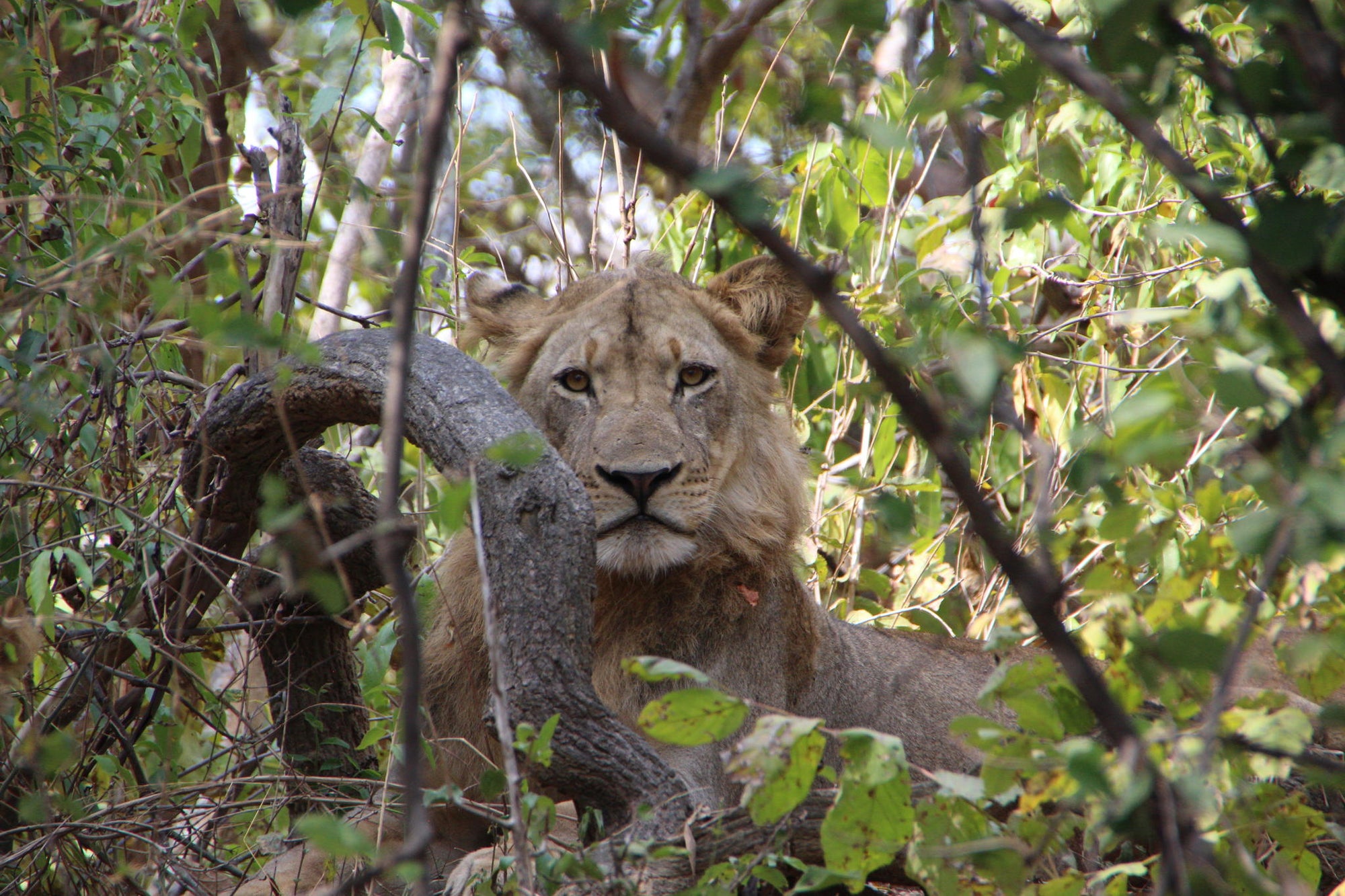 Game Viewing gallery image 2