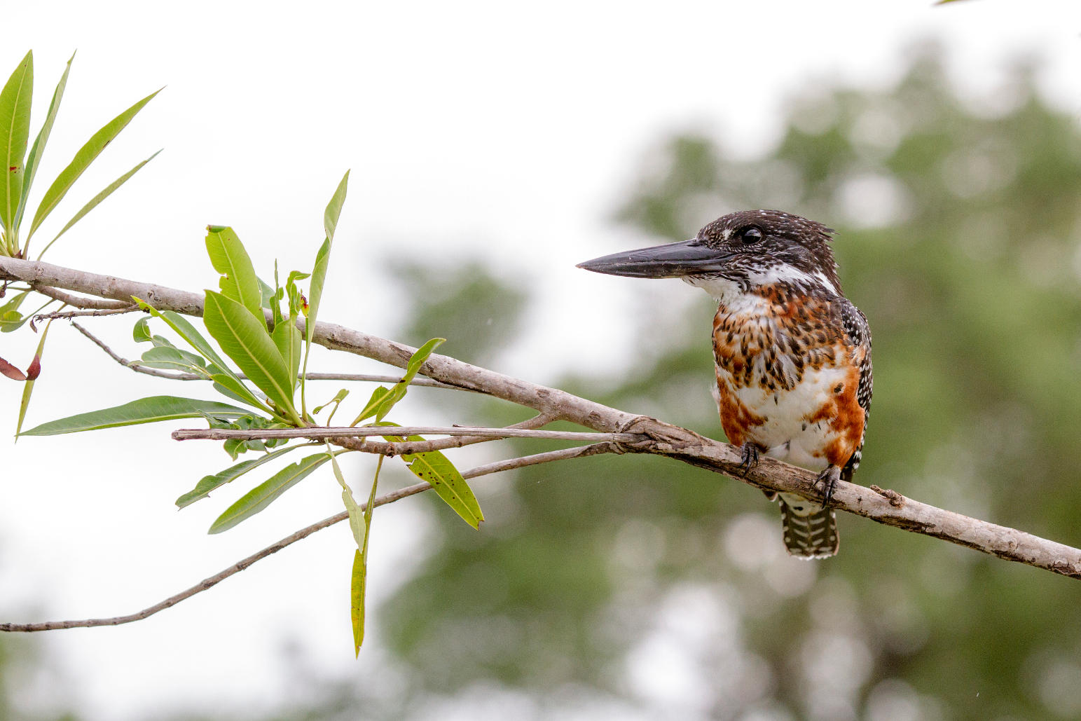 Birding gallery image 7