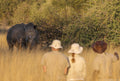 Walking with Rhino and a visit to the CRCI Imvelo Ngamo sanctuary gallery image 1