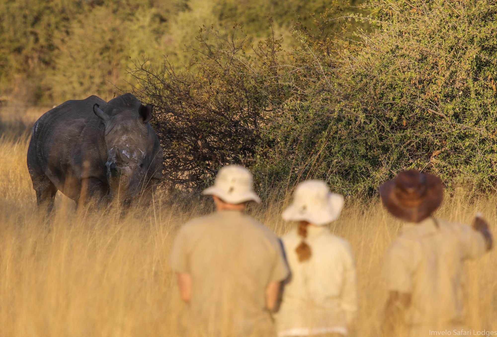 Walking with Rhino and a visit to the CRCI Imvelo Ngamo sanctuary gallery image 1