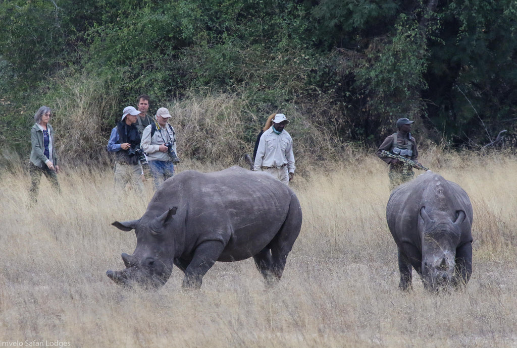 Walking with Rhino and a visit to the CRCI Imvelo Ngamo sanctuary gallery image 3