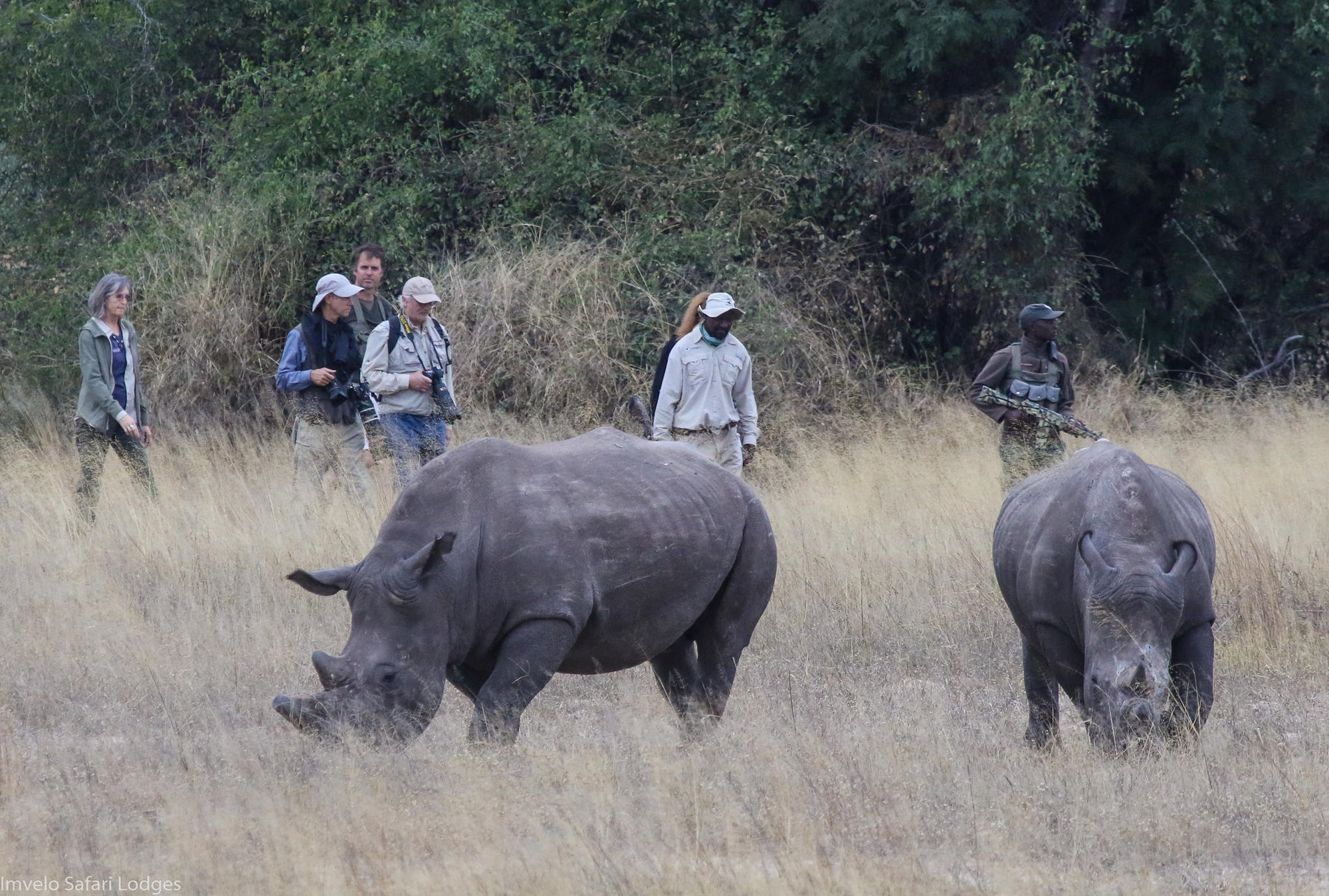 Walking with Rhino and a visit to the CRCI Imvelo Ngamo sanctuary gallery image 3