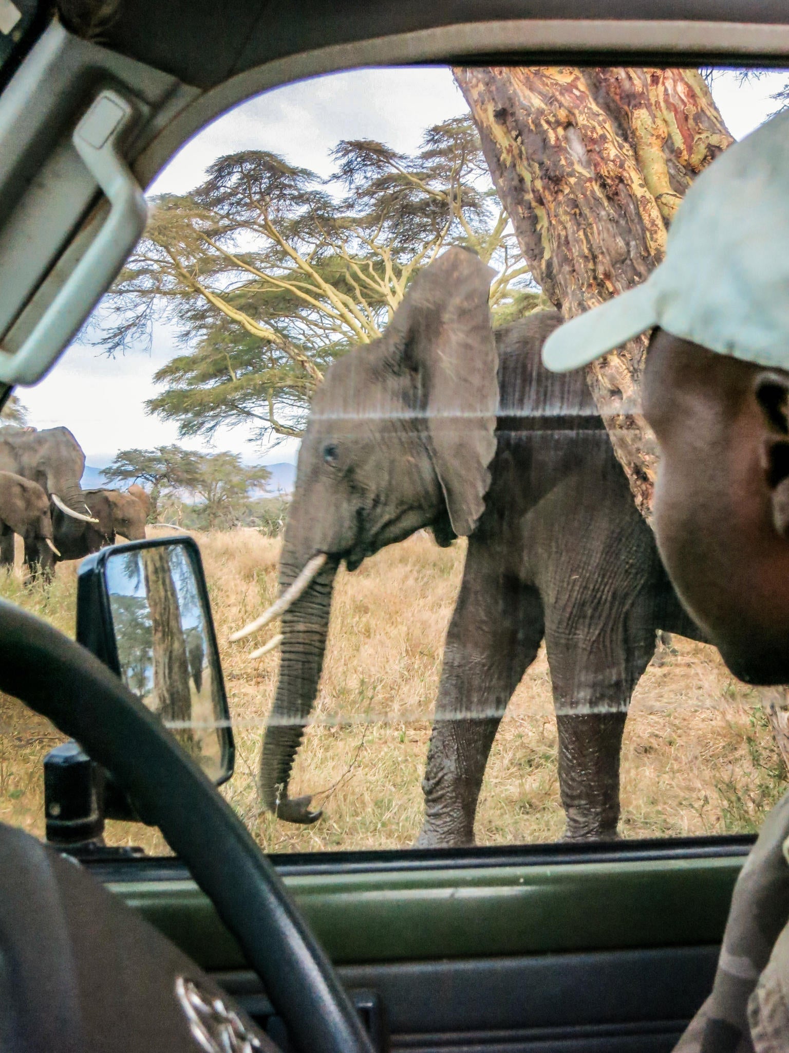 Day and Night Game Drives gallery image 5