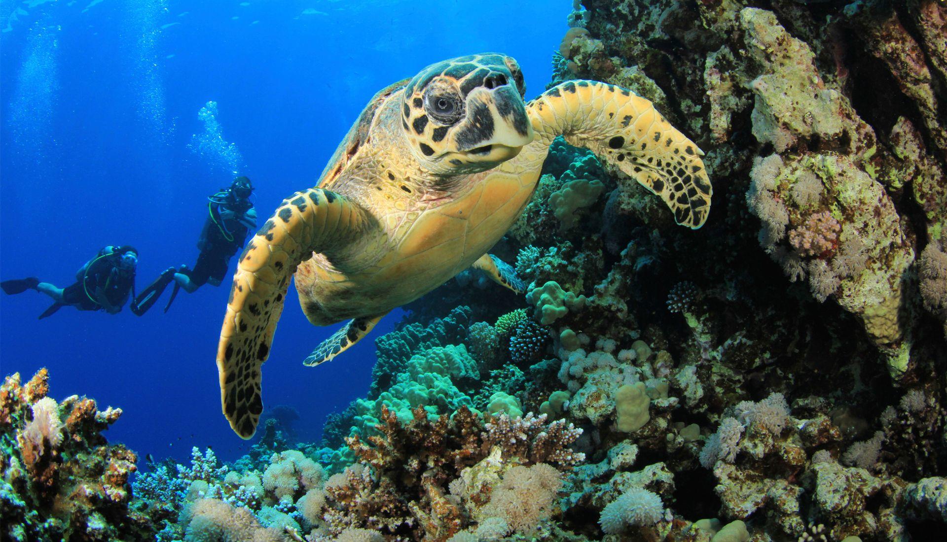 Indian Ocean Scuba Safari (additional cost)