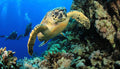 Indian Ocean Scuba Safari (Additional Cost) gallery image 1