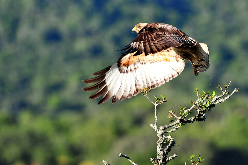 Birding gallery image 3