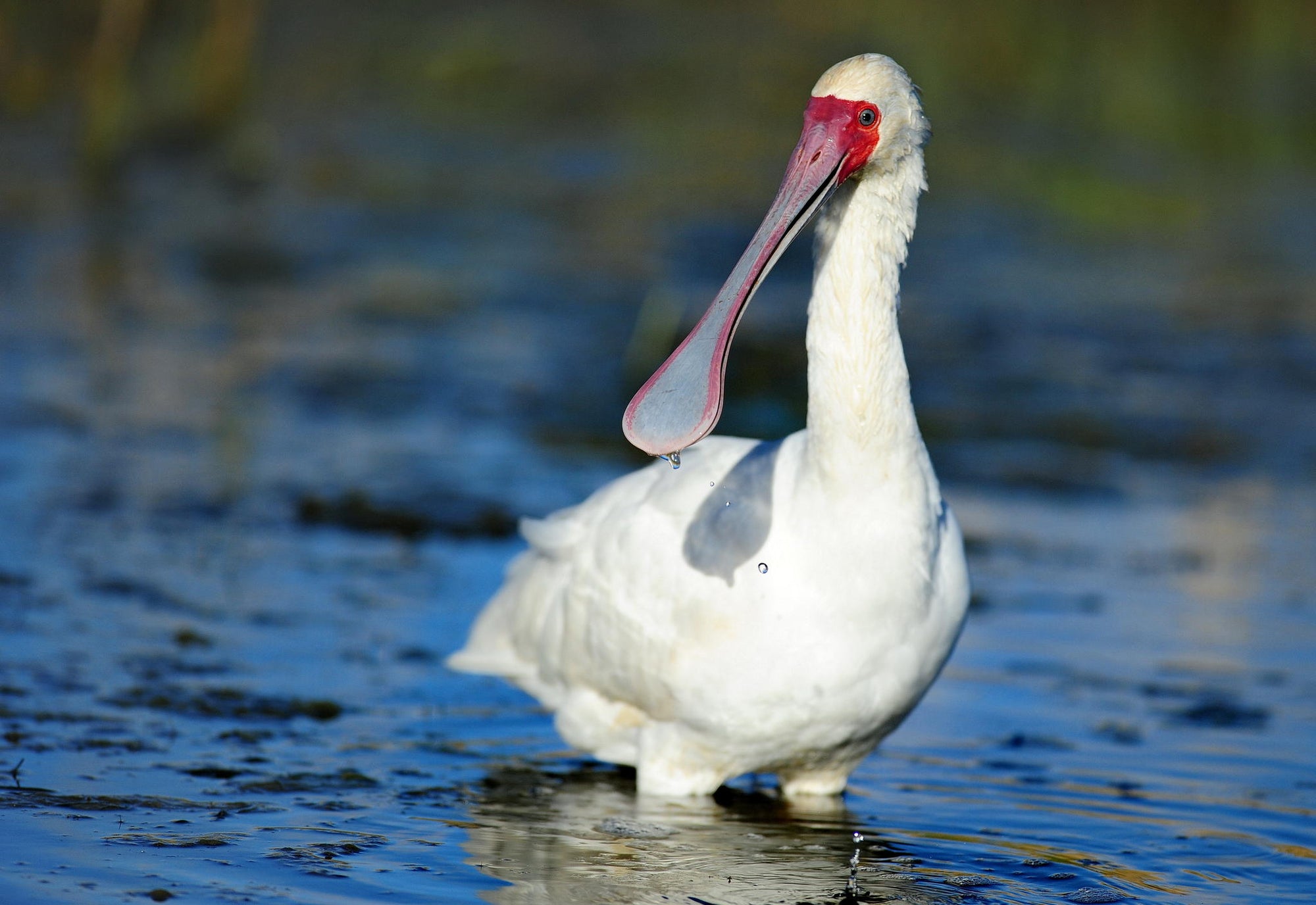 Birding gallery image 7