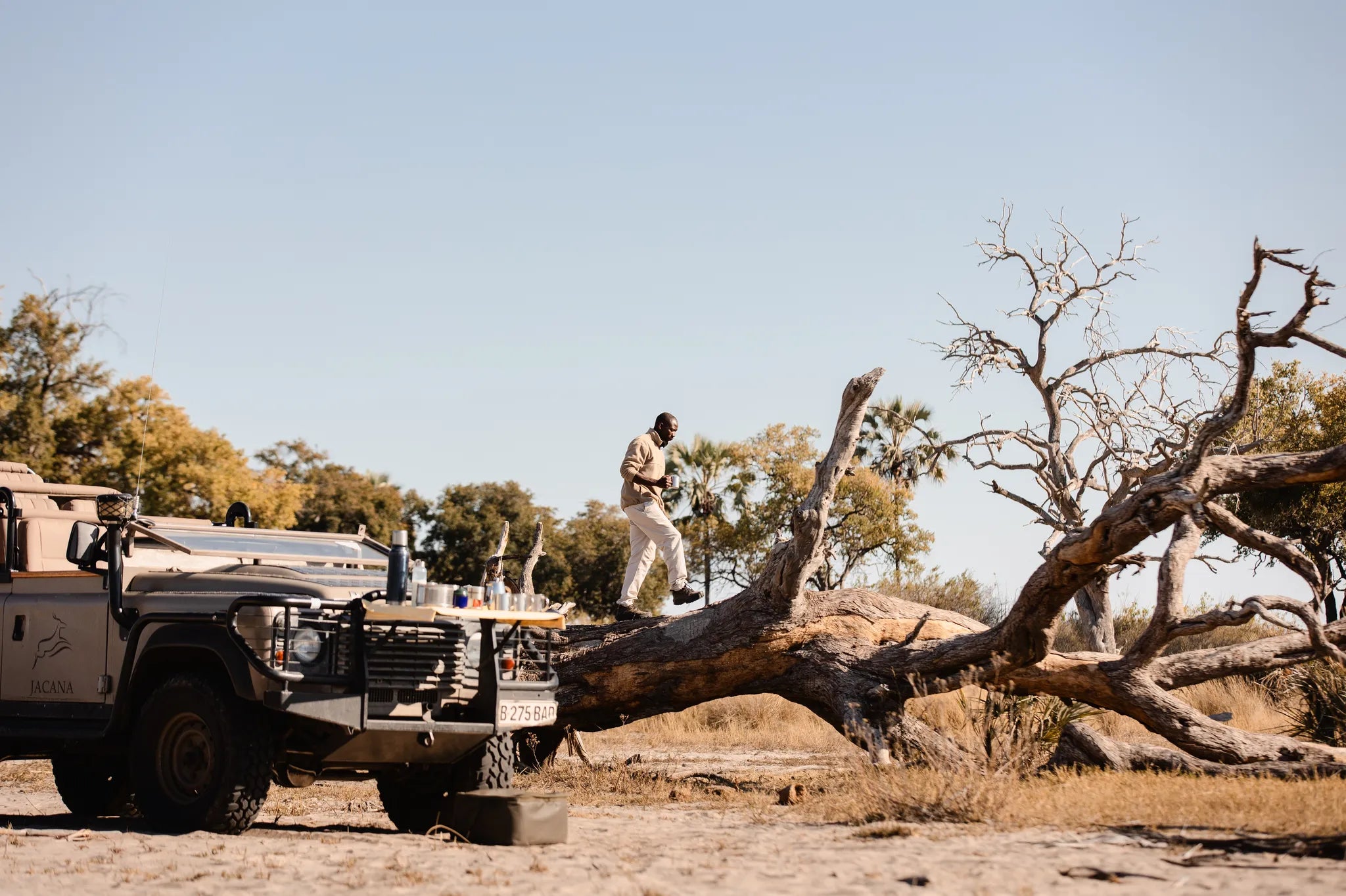 Wilderness Jacana at Jacana, Okavango Delta, Botswana.