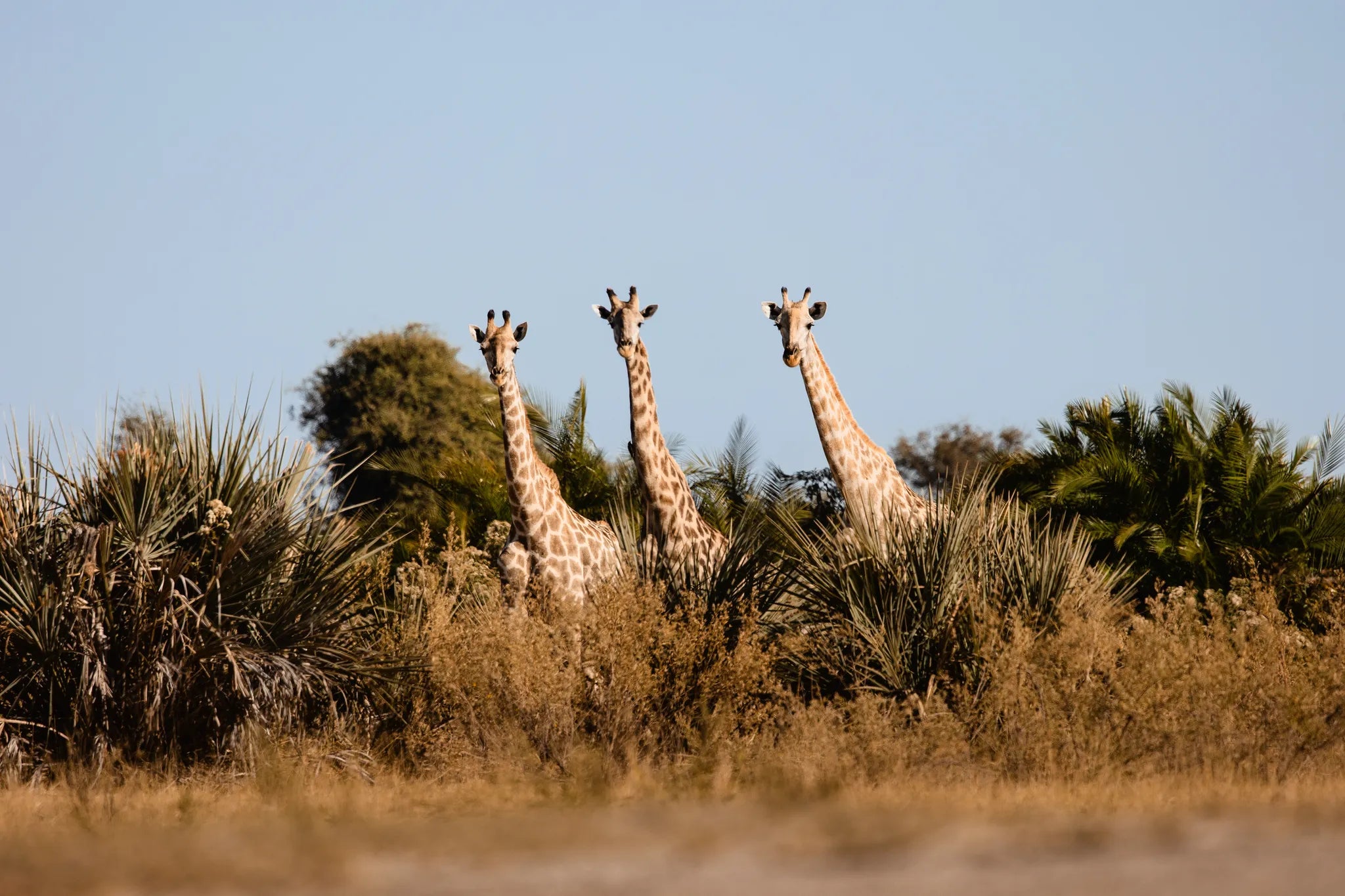 Wilderness Jacana at Jacana, Okavango Delta, Botswana.