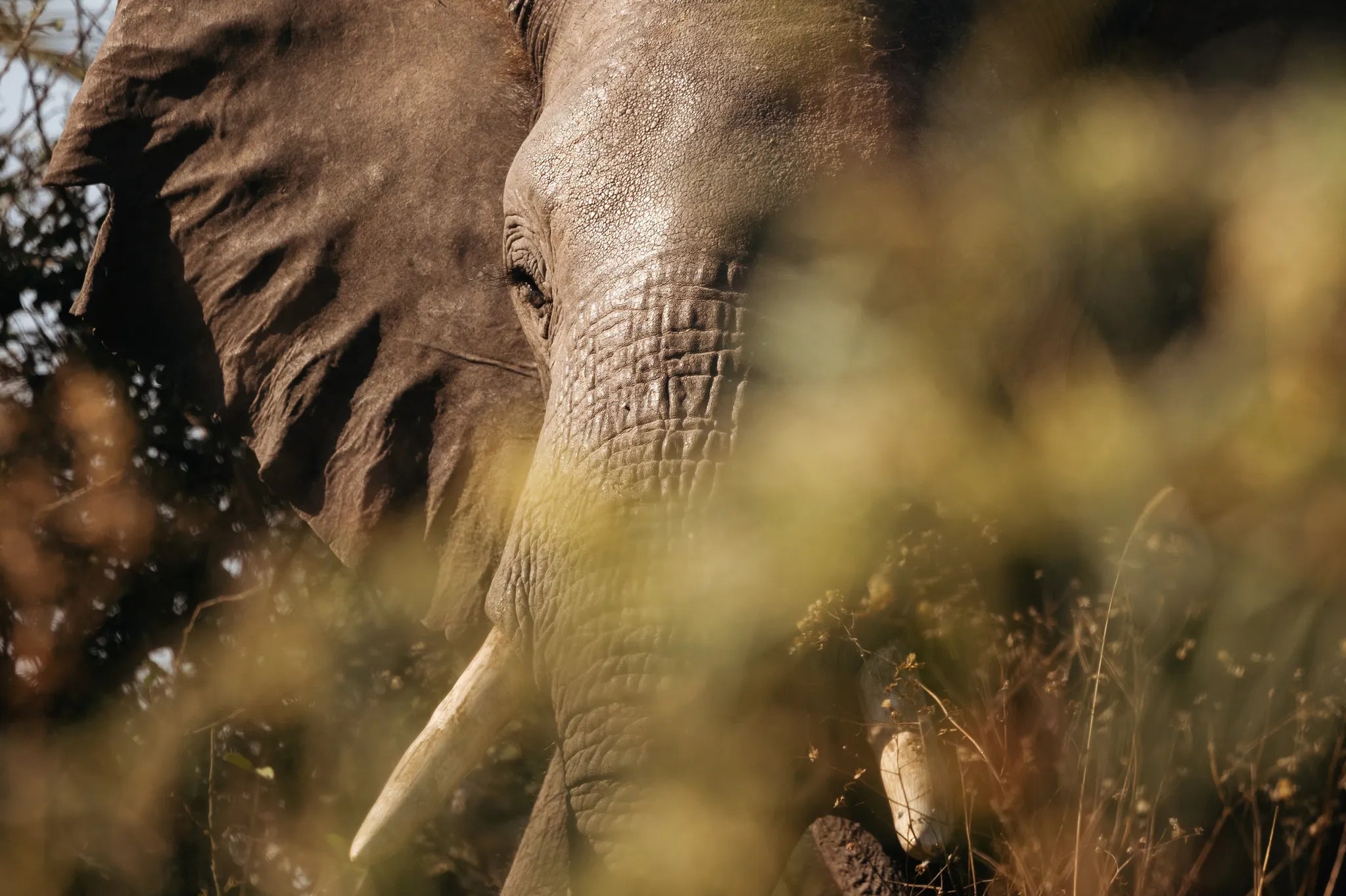 Wilderness Jacana at Jacana, Okavango Delta, Botswana.