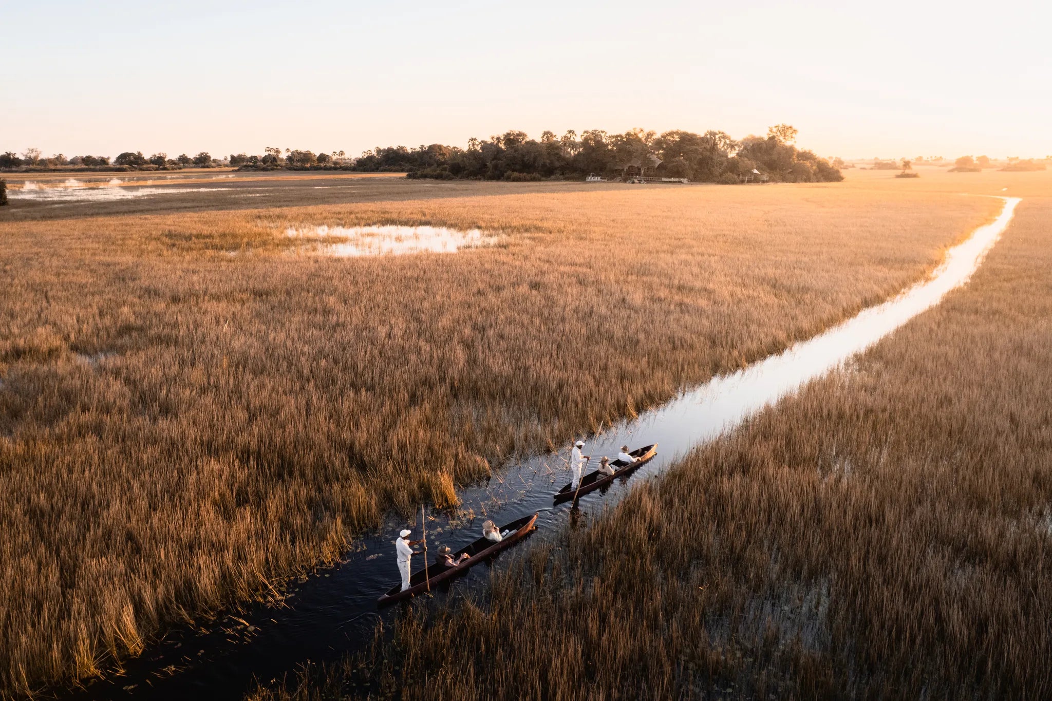 Wilderness Jacana at Jacana, Okavango Delta, Botswana.