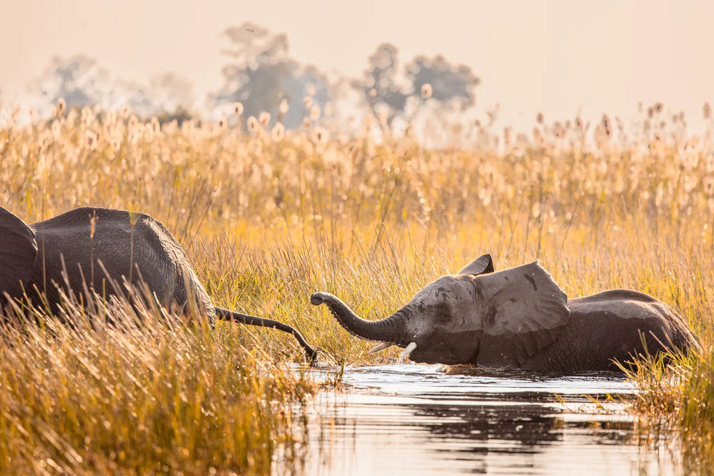 Wilderness Jacana at Jacana, Okavango Delta, Botswana.