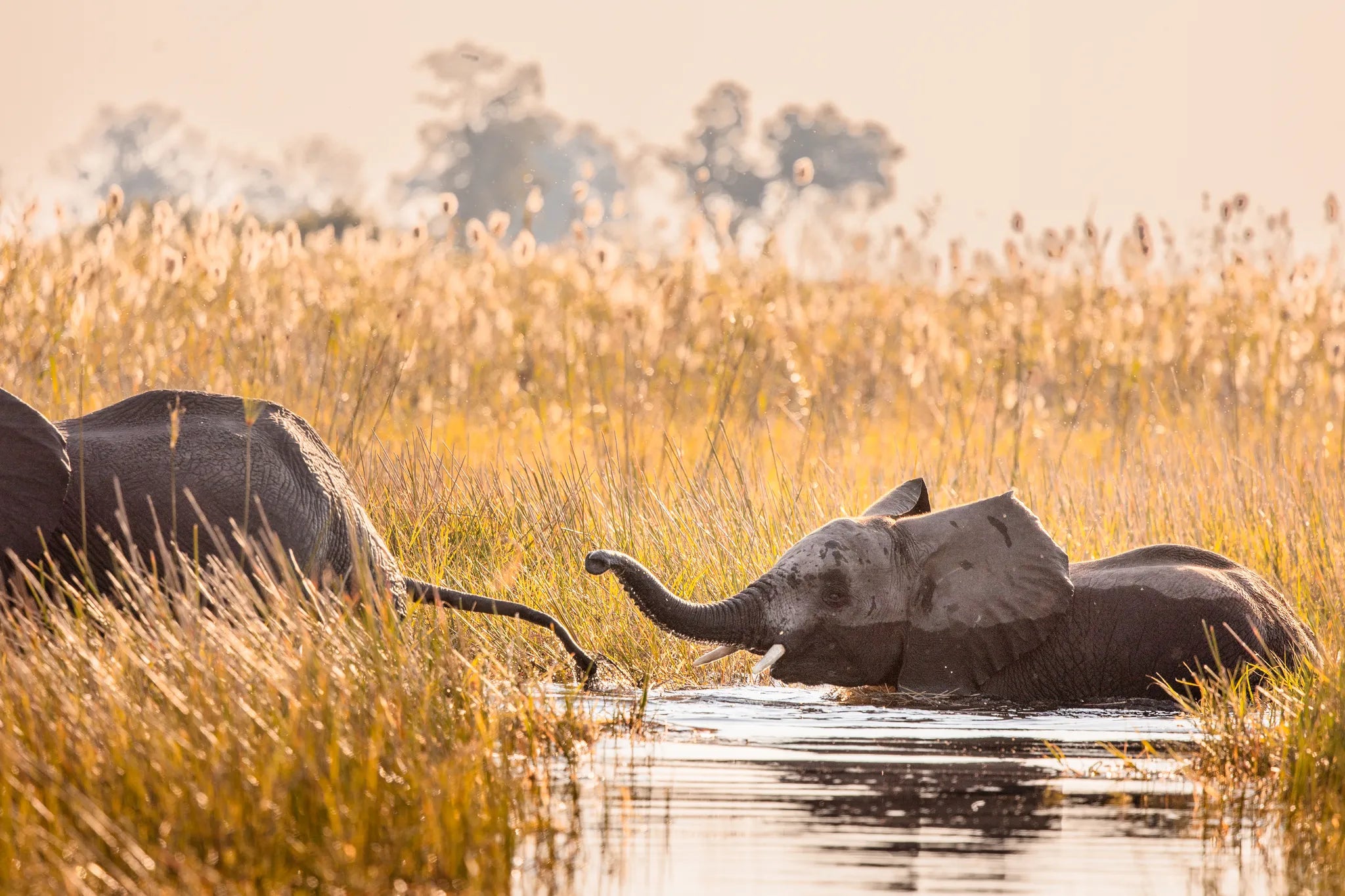 Wilderness Jacana at Jacana, Okavango Delta, Botswana.
