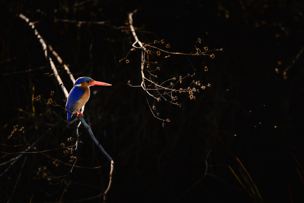 Wilderness Jacana at Jacana, Okavango Delta, Botswana.