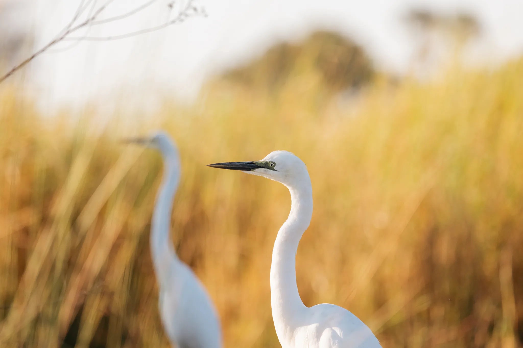 Wilderness Jacana at Jacana, Okavango Delta, Botswana.