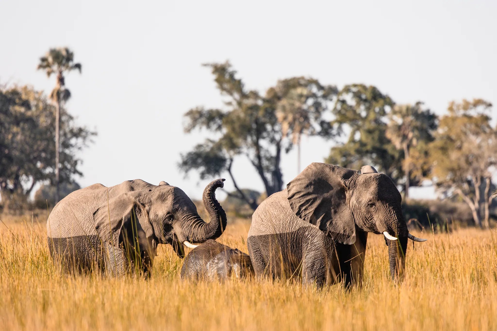 Wilderness Jacana at Jacana, Okavango Delta, Botswana.