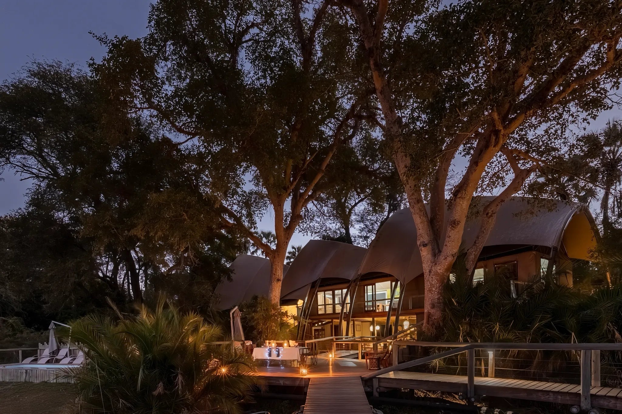Wilderness Jacana at Jacana, Okavango Delta, Botswana.