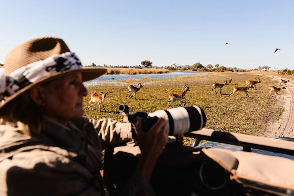 Wilderness Jacana at Jacana, Okavango Delta, Botswana.