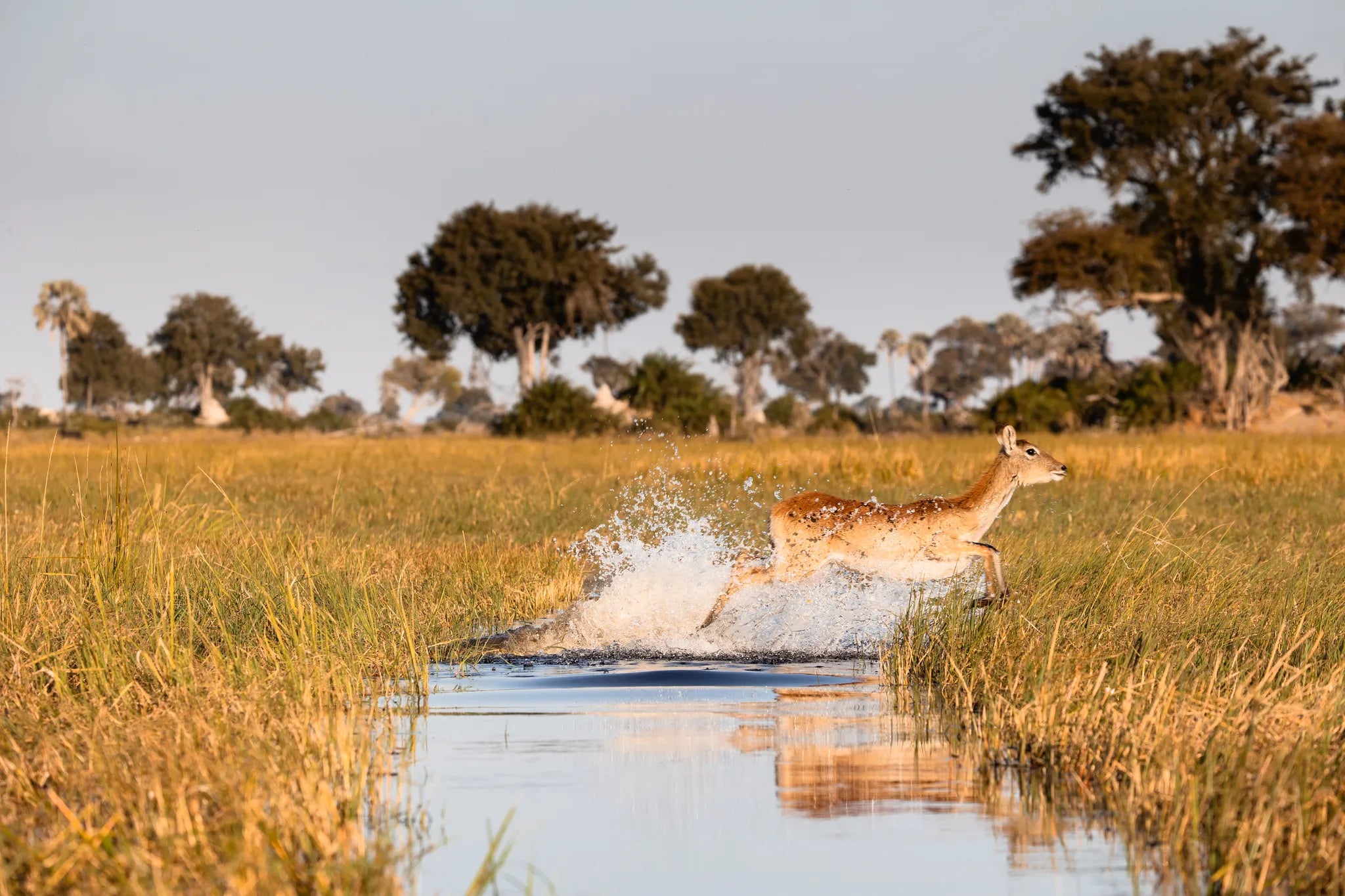 Wilderness Jacana at Jacana, Okavango Delta, Botswana.