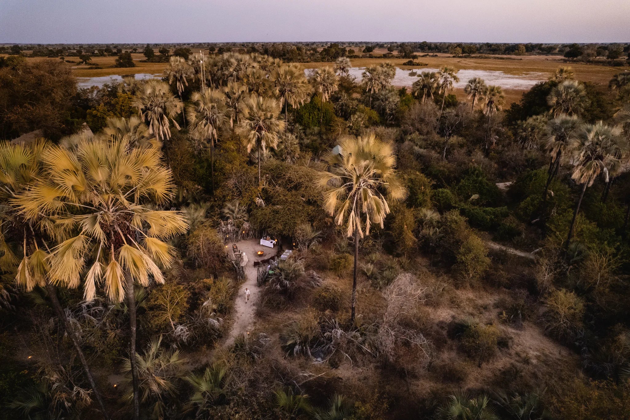 Wilderness Jacana at Jacana, Okavango Delta, Botswana.