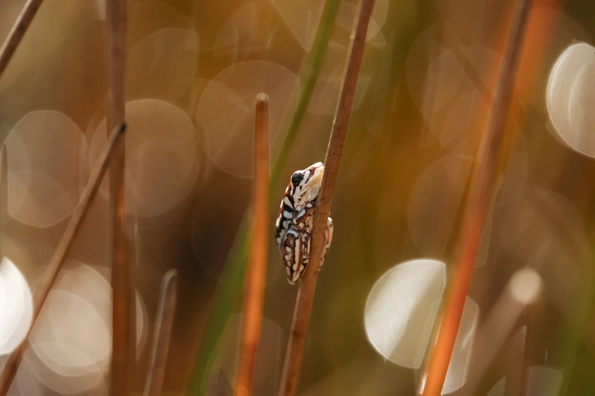 Wilderness Jacana at Jacana, Okavango Delta, Botswana.