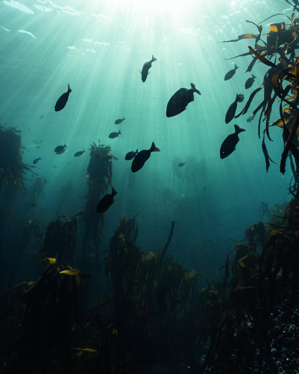 Marine Biologist Experience  gallery image 3
