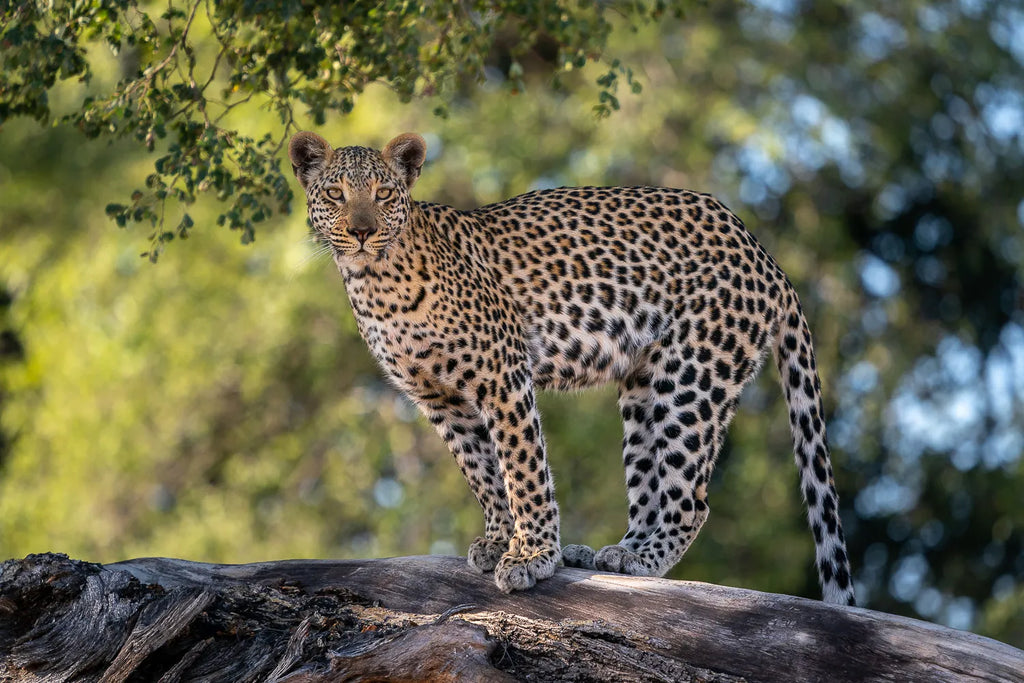 Wilderness Jao at Jao, Okavango Delta, Botswana.