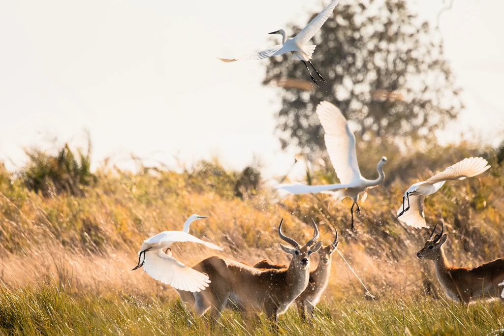 Wilderness Jao at Jao, Okavango Delta, Botswana.