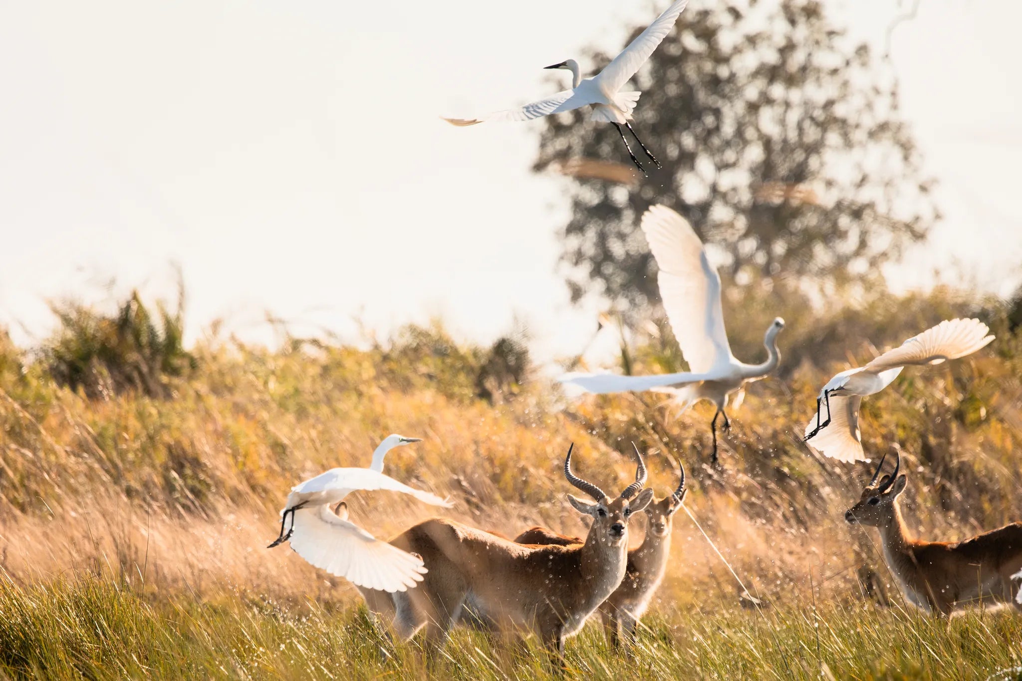 Wilderness Jao at Jao, Okavango Delta, Botswana.