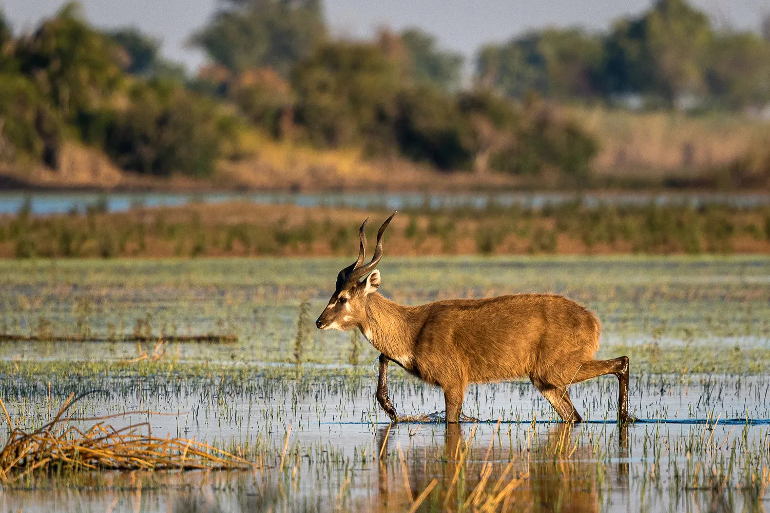 Wilderness Jaop at Jao, Okavango Delta, Botswana.