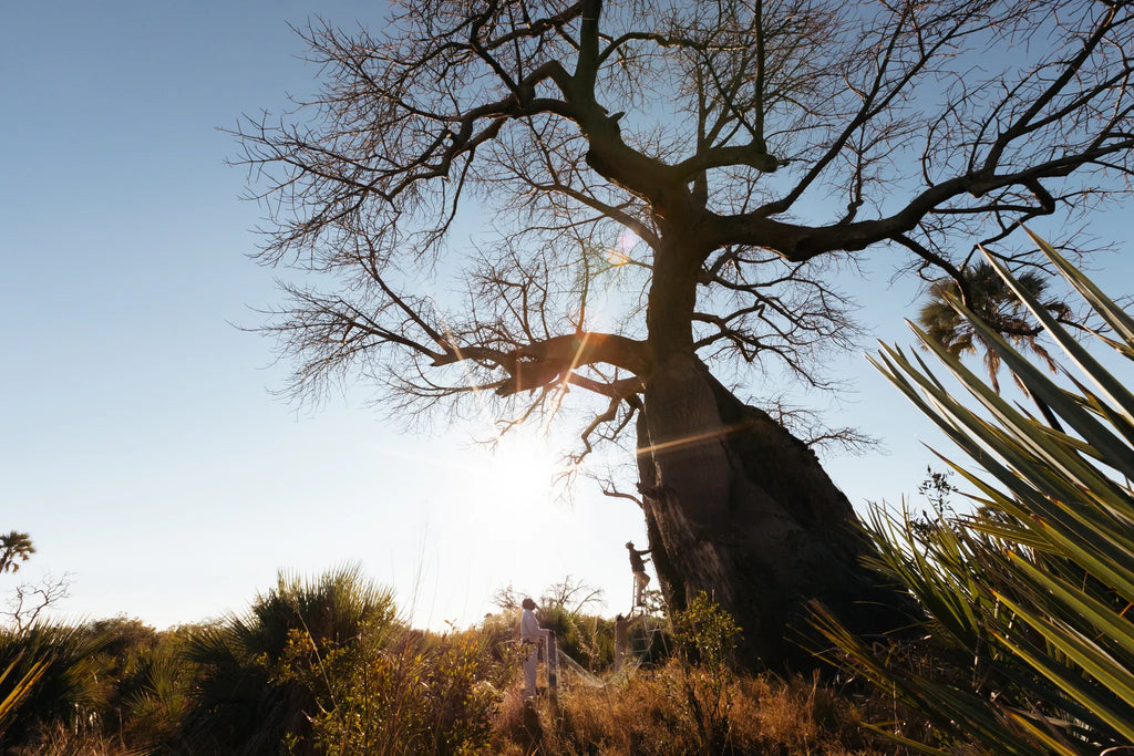 Wilderness Jao at Jao, Okavango Delta, Botswana.
