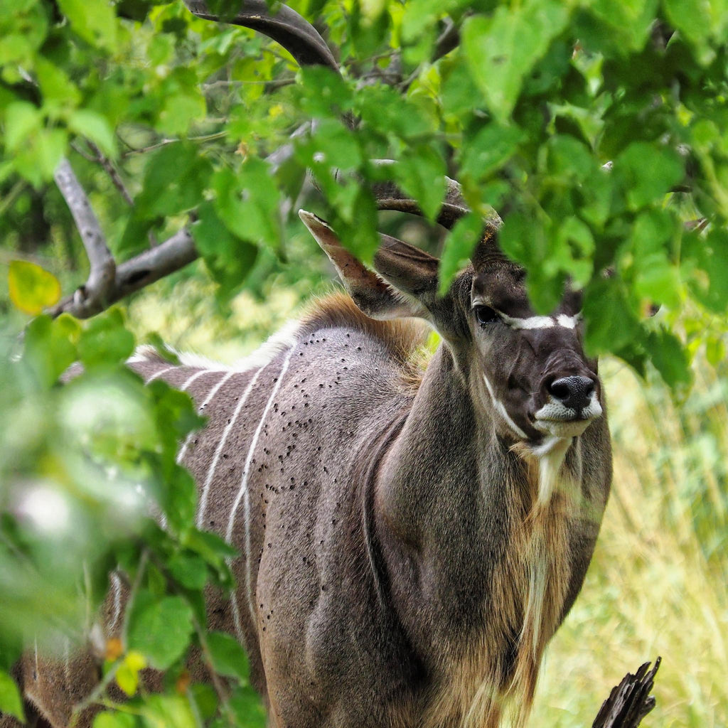 Day Trip to Chobe National Park  gallery image 6